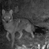 Coyote100109_0050hrs